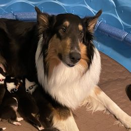 Collies from Clark's Collies