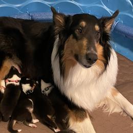 Collies from Clark's Collies