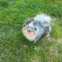 Piper - Pomeranian