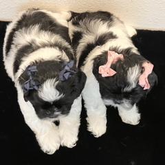 French Bulldogs, Mal-Shis, and Shih Tzus from NC Stellar Puppies