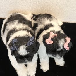 French Bulldogs, Mal-Shis, and Shih Tzus from NC Stellar Puppies