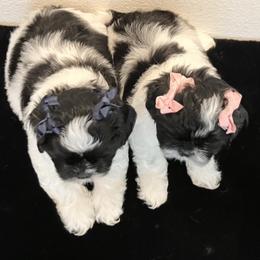 French Bulldogs, Mal-Shis, and Shih Tzus from NC Stellar Puppies