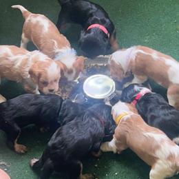 Cavalier King Charles Spaniels from Ozark Mountain Cavaliers