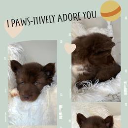 Redwood - Red and white male Siberian Husky puppy in Florence, Kentucky from Moonlight Howl Huskies
