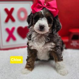 Dasher- Yellow collar - Blue merle female Bernedoodle puppy in Summerville, South Carolina from Channys Doodles
