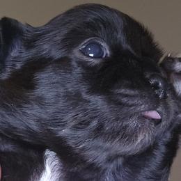 Boy 1 - Black and white male Chihuahua puppy in Lugoff, South Carolina from Cutie Pie Chihuahua's