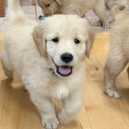 Golden Retriever Puppies from Lake Champlain Goldens