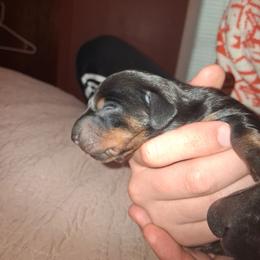 Sage - Black and tan male Dachshund puppy in Paducah, Kentucky from Donette's Doxies