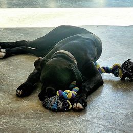 Boxer Puppies from Winchester Boxers