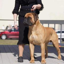 Kai - Bullmastiff