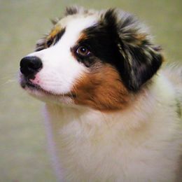 Australian Shepherd Puppies from Navarro Australian Shepherds