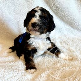 Sushi (Blue) - Tri-color male Bernedoodle puppy in Rockwall, Texas from Glory Doodles
