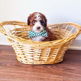 Wanya - Red  male Goldendoodle puppy in Kissimmee, Florida from Poodle Doodle Kennels