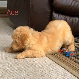 Labradoodle Puppies from 101 Labradoodles