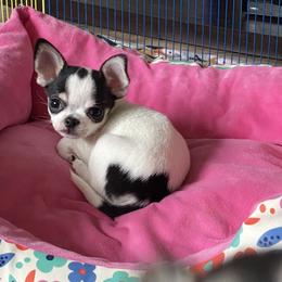 Chihuahua Puppies from Stardom Chihuahuas