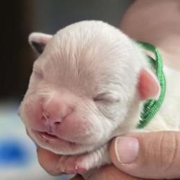 Smores - White male American Bulldog puppy in Three Rivers, Michigan from Jemms Kennels