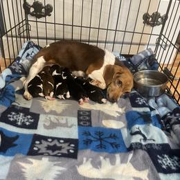 Maggie - Beagle