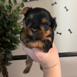 D'Angelo - Black and tan male Yorkshire Terrier puppy in Beavercreek, Ohio from The Yorkie Den, LLC