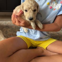 Ms. Purple - Cream female Goldendoodle puppy in Powder Springs, Georgia from Ski Family Doodles