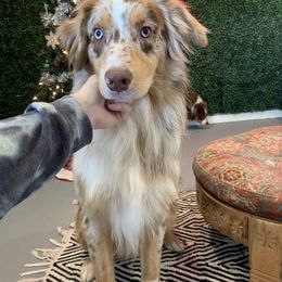 Aussiedoodles, Australian Shepherds, Miniature Australian Shepherds, and Toy Australian Shepherds from Doodles ‘N Dawgs