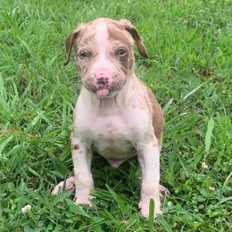 Light green collar male - Red merle male Catahoula Leopard Dog puppy in Gadsden, Alabama from Rich Cat’s