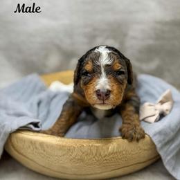Horizon - Merle male Bernedoodle puppy in Williamson, New York from Lakeside Doodles