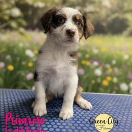 Primrose - Red tri-color female Australian Shepherd puppy in Falmouth, Kentucky from Queen City Farm