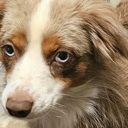 Aussiedoodles, Poodles, and Toy Australian Shepherds from Wild Farm Puppies