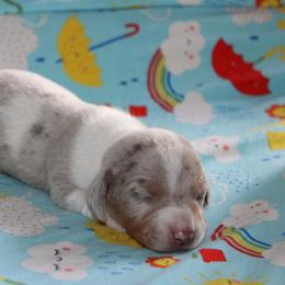 Atlas - Piebald male Dachshund puppy in Staley, North Carolina from Langley Farms Dachshunds