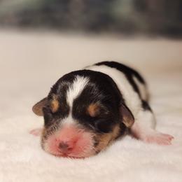 Cassiopeia - Black and white female American Corgi puppy in Gouverneur, New York from St. Lawrence Corgis