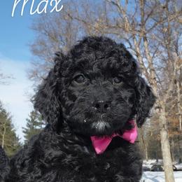 Max - Black male Goldendoodle puppy in Eau Claire, Wisconsin from Fisher River Doodle's
