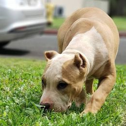 American Bullies from Kane Kennels