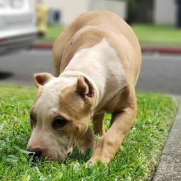 American Bullies from Kane Kennels