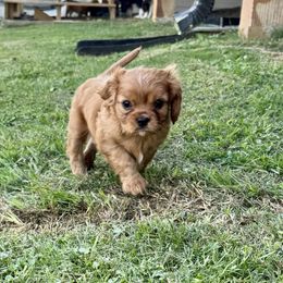 Cavalier King Charles Spaniel Puppies from Reynolds Farms Cavaliers