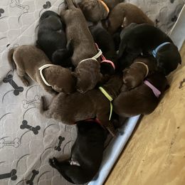 Basset Hound and Labrador Retriever Puppies from PARK’s Family Farm