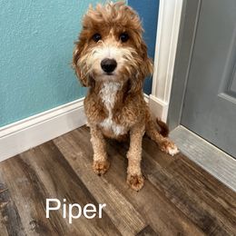 Piper - Goldendoodle