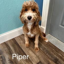 Piper - Goldendoodle