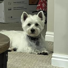 Scout - West Highland White Terrier