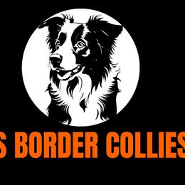 Border Collies from A&S Pet Services