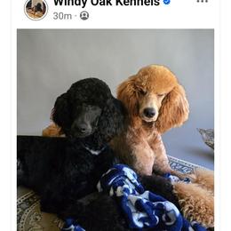 Orange Collar - Black female Poodle puppy in Henagar, Alabama from Windy Oak Kennels