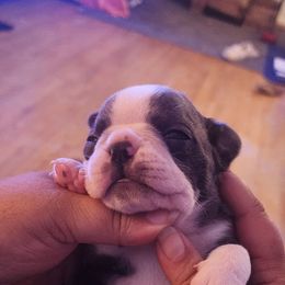 BlueAKC Queso - Seal and white male Boston Terrier puppy in Morristown, Tennessee from Down in the Holler