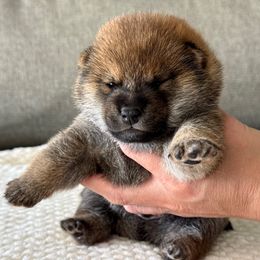 Aki - Red male Shiba Inu puppy in Houston, Texas from Sakura Blossom Shibas