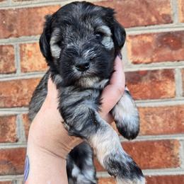 Callie - Salt and pepper female Miniature Schnauzer puppy in Hickory, North Carolina from Selene's Schnauzers