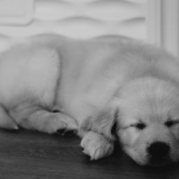 Golden Retriever Puppies from Rosemary Goldens