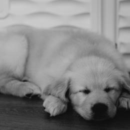Golden Retriever Puppies from Rosemary Goldens