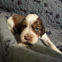 Archie - Liver white and tan male English Springer Spaniel puppy in Coeur D'alene, Idaho from Springer Hollow