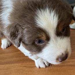Australian Shepherd Puppies from Fly by Nite Australian Shepherds