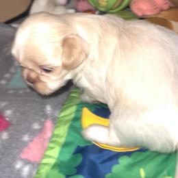 Girl 2 - Cream and white female Shih Tzu puppy in Troy, Texas from Smith Shih Tzu