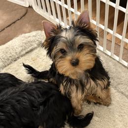 Mia - Blue and gold female Yorkshire Terrier puppy in Portland, Oregon from Bohemian Beauty Yorkshire Terrier