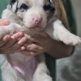 Galaxy BMM - Blue merle male Australian Shepherd puppy in Rainsville, Alabama from Chaparro Farm